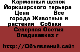 Карманный щенок Йоркширского терьера › Цена ­ 30 000 - Все города Животные и растения » Собаки   . Северная Осетия,Владикавказ г.